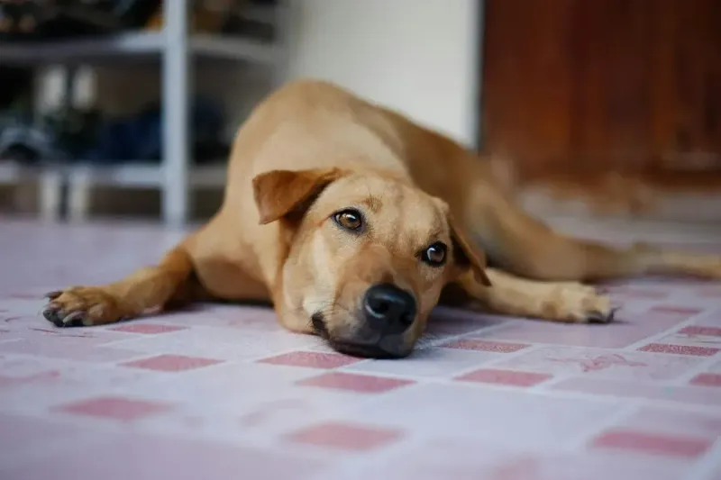 Mejor alfombrilla refrigerante para perros: comparativa 2026