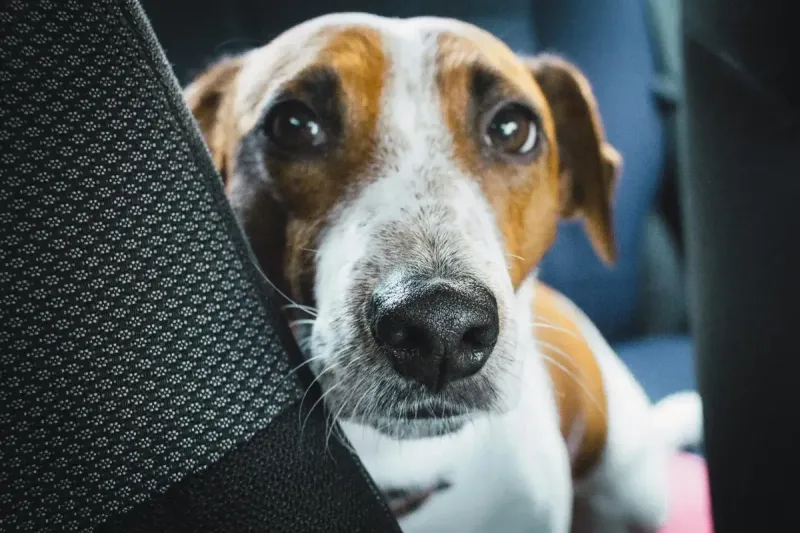 Mejor asiento de coche para perros 2026