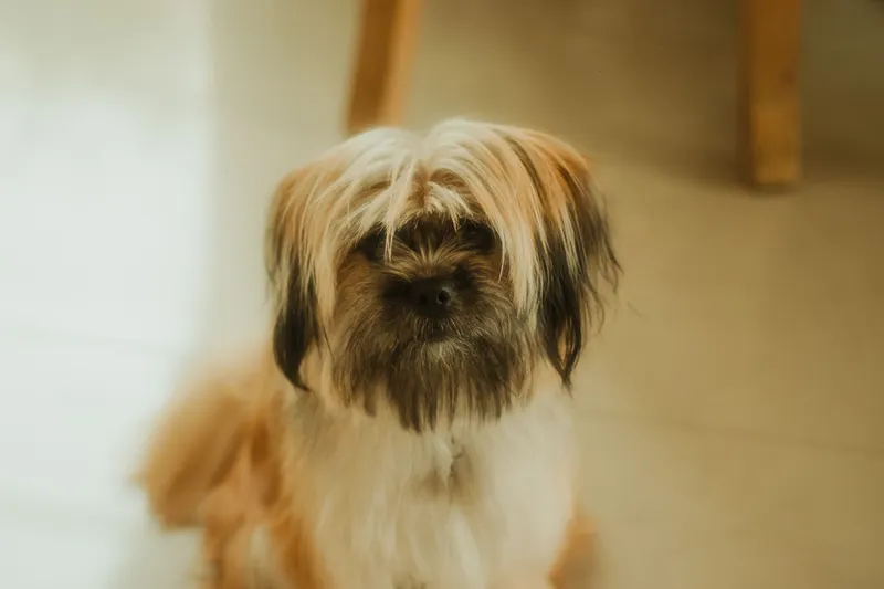 ¿Cada cuánto hay que bañar a un perro? Frecuencia según pelo, raza y estilo de vida