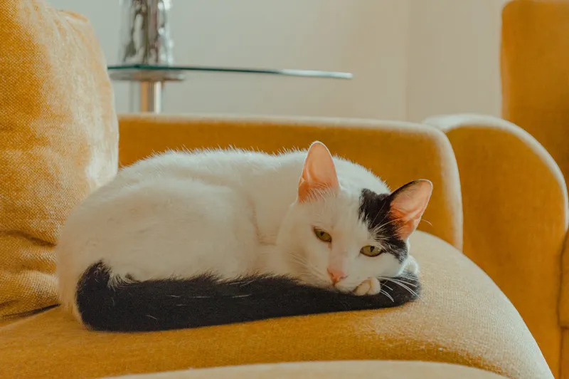 Cómo duermen los gatos: posturas, horas y qué significan