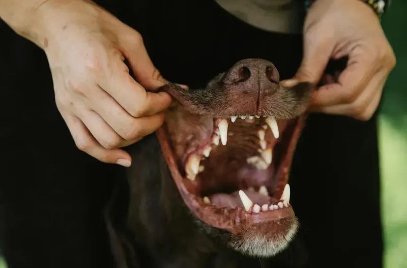 Cómo limpiar los dientes a tu perro: guía completa