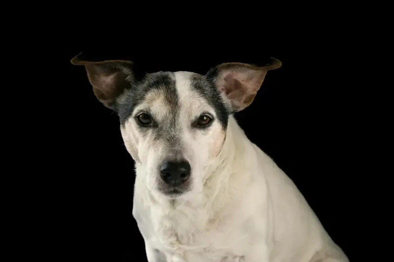 Cómo limpiar los oídos a un perro en casa: guía paso a paso