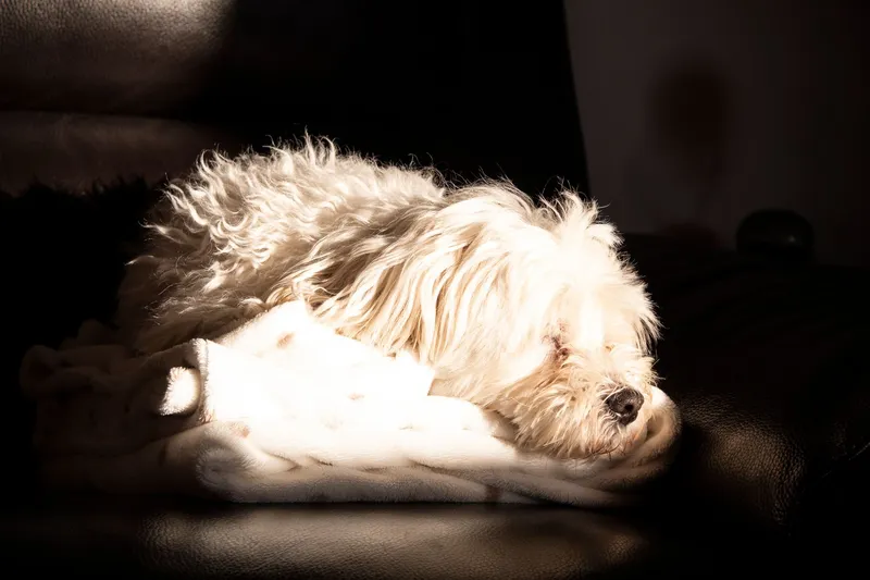 Cuántas horas duerme un perro según su edad