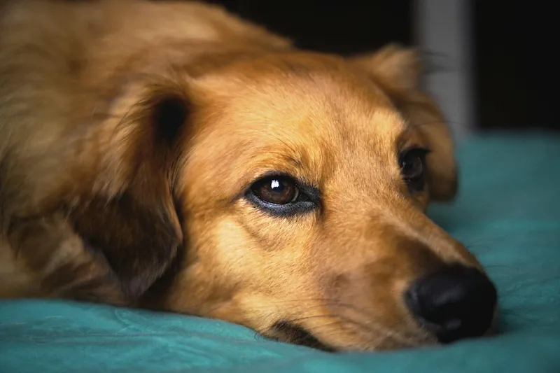 Cuánto cuesta mantener un perro al mes en España (2026)