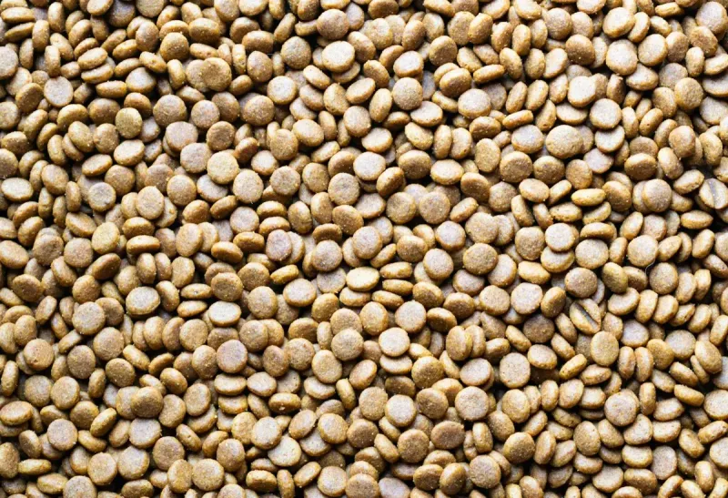 Pienso grain-free vs normal: ¿merece la pena pagar más?