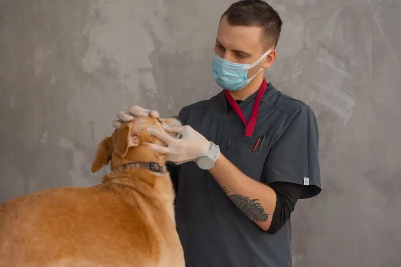 Envenenamiento en perros: síntomas y qué hacer