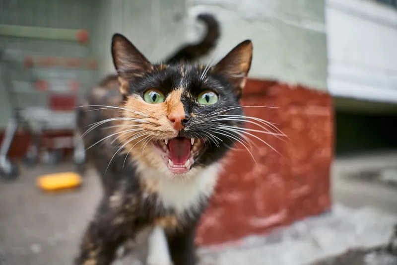 Gato agresivo: tipos de agresividad felina y cómo actuar