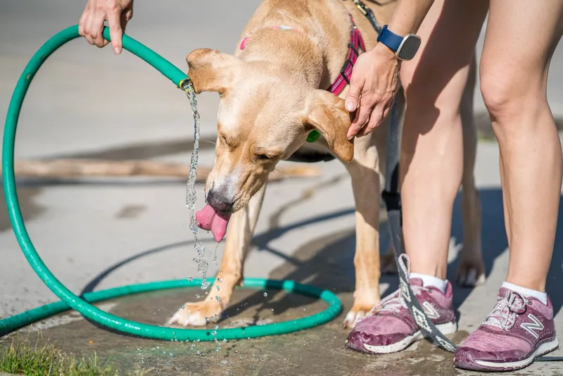 Perro bebiendo agua de una manguera durante un día caluroso