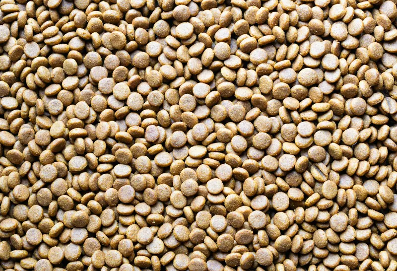 Alimentación para perros: guía completa