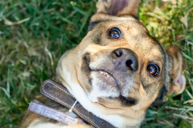 Salud y cuidados del perro: guía completa