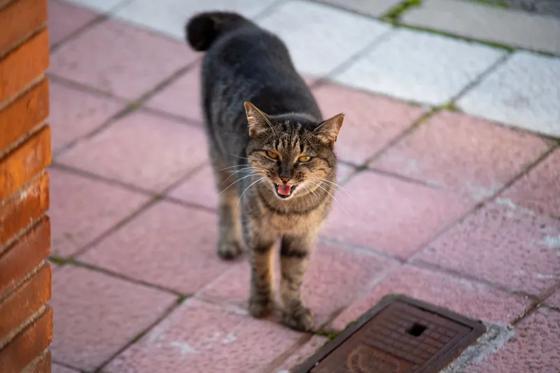 Gato atigrado de pie en una terraza, con la boca abierta, las orejas hacia delante y la cola curvada