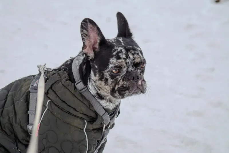 Mejor abrigo para perros en invierno: comparativa 2026