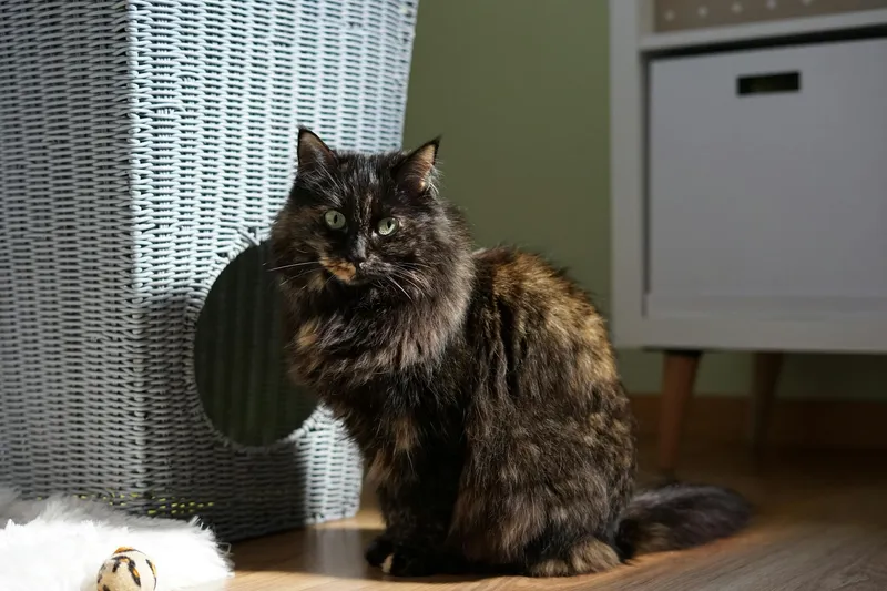 Gato carey de ojos verdes en casa, ambiente doméstico limpio e iluminado