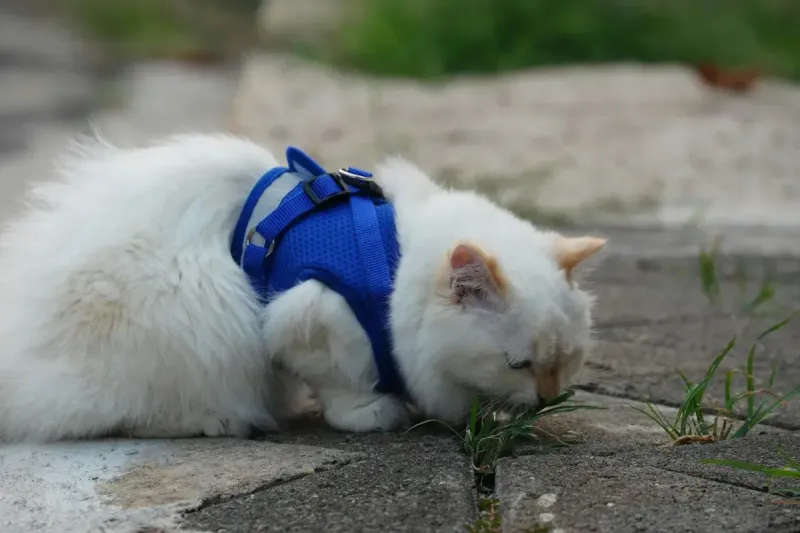 Mejores arneses para gatos: comparativa 2026