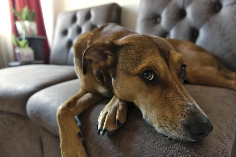 Mejor cámara para vigilar mascotas en casa 2026