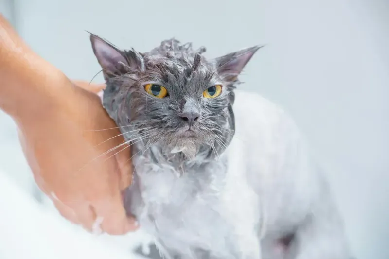 Mejor champú para gatos: comparativa y guía completa 2026