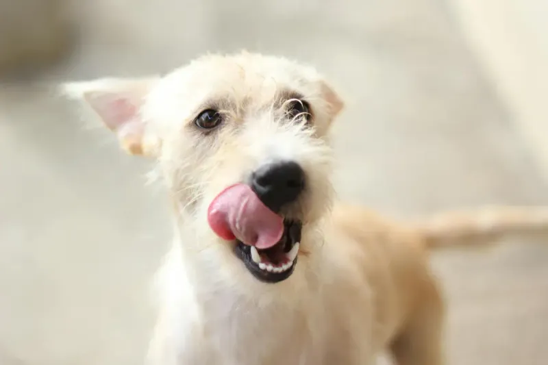 Mejor comida húmeda para perros: comparativa 2026