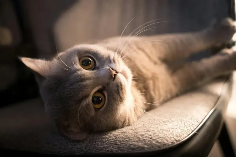 Mejor pienso para gato esterilizado 2026