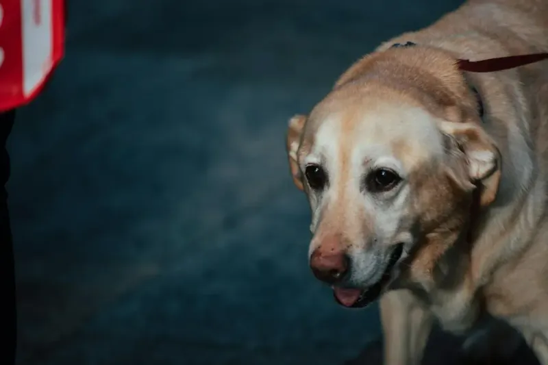 Mejor pienso para perros de raza grande 2026