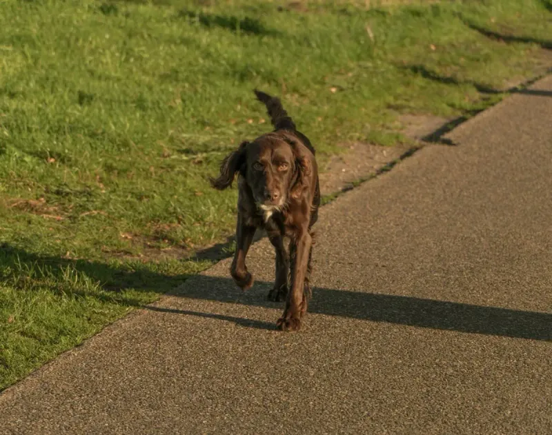 Mejores bolsas caca de perro biodegradables