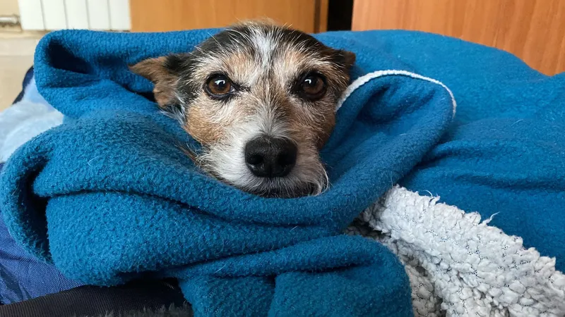 Perro envuelto en una manta azul que tiembla de frío