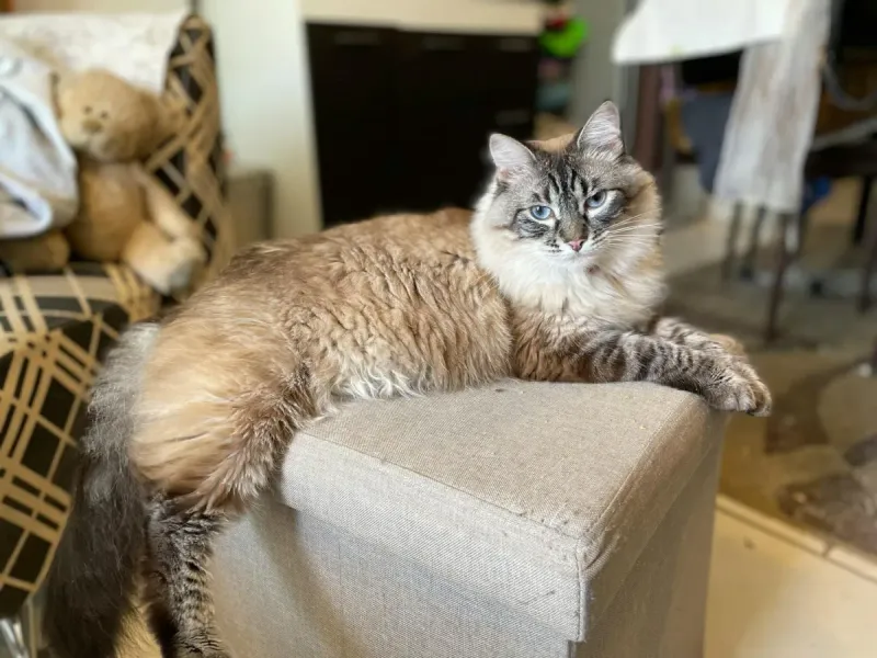 Muda de pelo en gatos: guía completa de cuidados