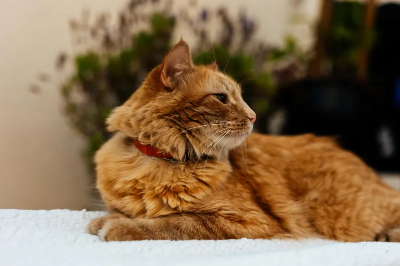 Gato naranja atigrado observando curioso una planta de interior en el salón