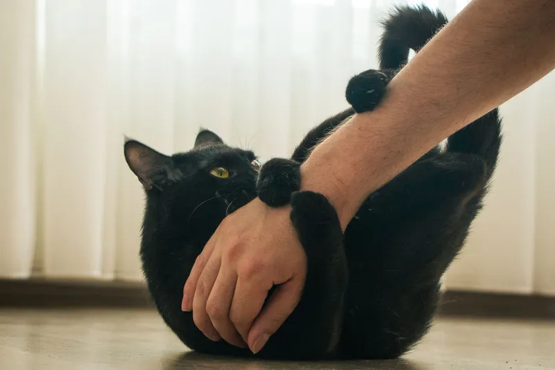 Por qué mi gato me muerde cuando le acaricio