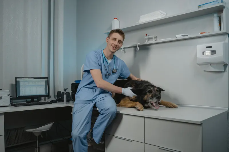 Primeros auxilios para perros: guía de emergencia