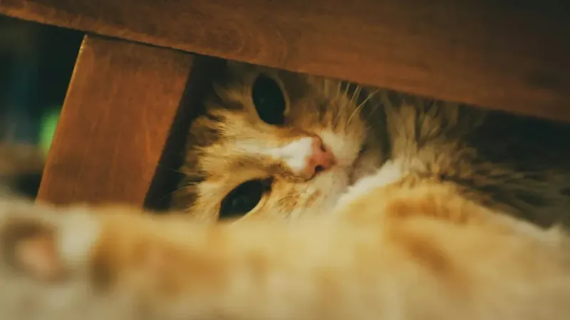 10 señales de estrés en gatos que no debes ignorar