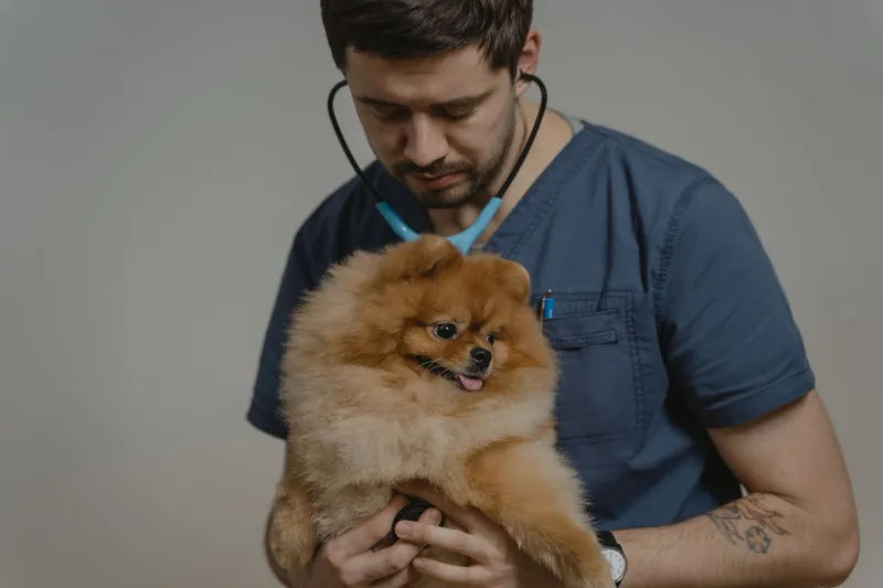 Veterinario con estetoscopio revisando a un perro en una clínica